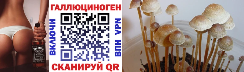 маркетплейс наркотические препараты  Козловка  Псилоцибиновые грибы мицелий  купить закладку 